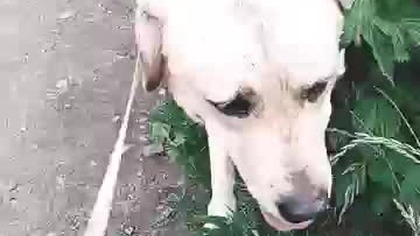 Plac zabaw dla psów!