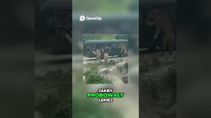 Tygrysy Blisko Ludzi Odwrócone Role w Safari #dokument #ciekawostki #tajemnice