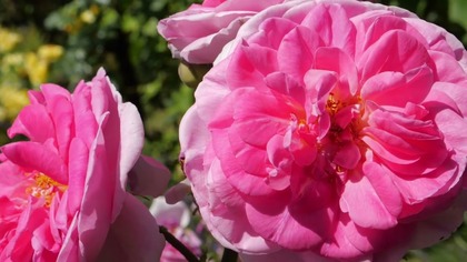 Lato i wakacje w Rodzinnym Ogrodzie Działkowym Hutnik