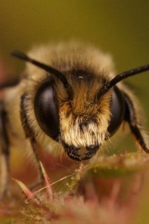 Buzz Bee