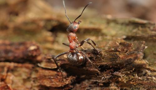 Legendarne owady (2024) - Mrówki