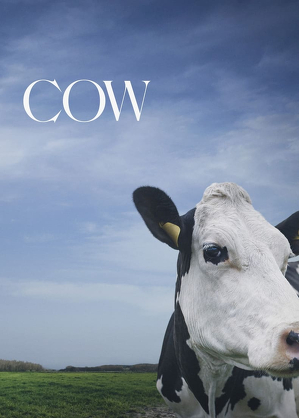Krowa / Cow (2021) - film dokumentalny