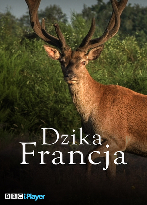 Dzika Francja - program online