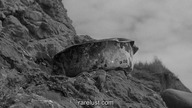 Potwór z Piedras Blancas - The Monster of Piedras Blancas [1959] wgrane NAPISY PL