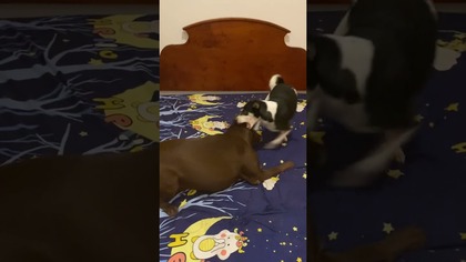 Psy trenują MMA #labrador