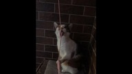 Jak widać rybka służy nie tylko do zabawy  #shorts #cat