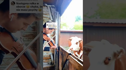 Nie mogę spać przez te wasze komentarze.   Jak Wam się podoba moja nowa wokalistka krowa? 