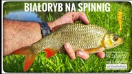 BIAŁORYB NA SPINNING // wzdręgi na wabika // 2025
