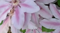 Clematis NELLY MOSER #clematisy