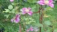 Clematis PIILU #clematisy
