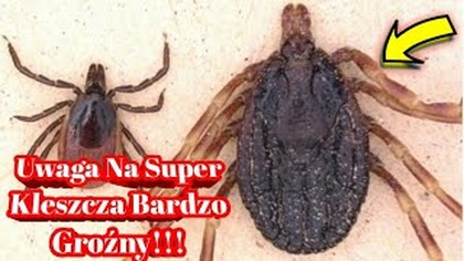 1952.  Uwaga! Super Kleszcz Już Prawie U Nas !