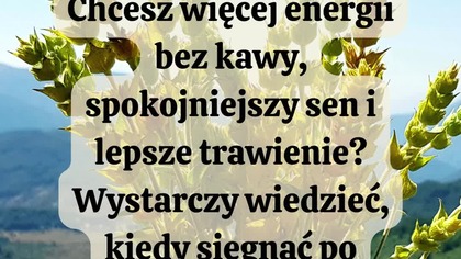 Kiedy pić gojnik, żeby działał najlepiej?