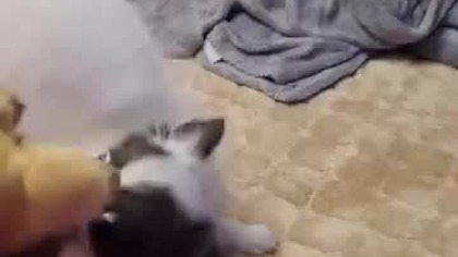 Chihuahua Luna Day 34