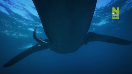 Ziemskie dziwy (2024) - Klub walki