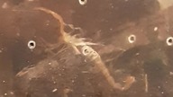 Janalychas tricarinatus zwiedza pojemnik (i jest zajebiście urocza)