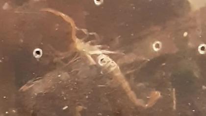 Janalychas tricarinatus zwiedza pojemnik (i jest zajebiście urocza)