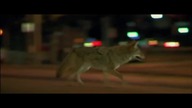 Collateral - Audioslave (Shadow on the sun) Polskie Audio