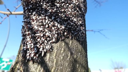 Skupieniec z ulicy Grunwaldzkiej