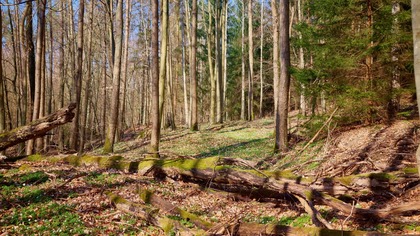 Birdsong in an Early Spring Forest | Peaceful Woodland Morning