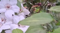 Clematis MISS BATEMAN #clematisy