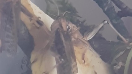 Locust imago eating 