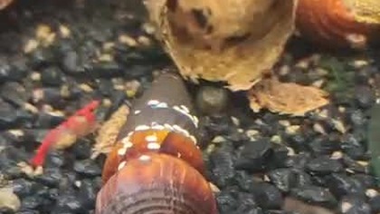 Ślimaki w śmietanie