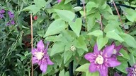 Clematis TAIGA #clematisy