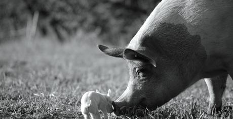 Gunda (2020) - film dokumentalny