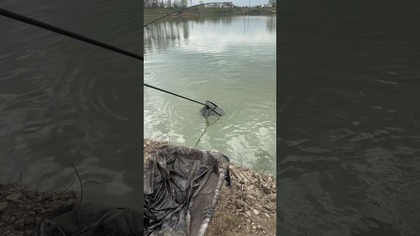 Hol ładnego Karpia na ochotkę z czosnkiem #karp #carp #wedkarstwo #ryba #fishing #feederfishing