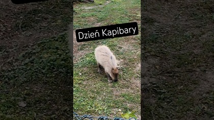 Dzień Kapibary