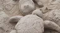 Krokodyl i Żółw Plaża Ustronie Morskie