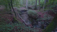 Szum strumienia w leśnym wąwozie dźwięki wody i ptaków dla snu i relaksu