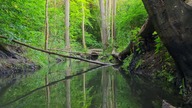 Spokój w siedlisku bobrów dźwięki lasu i intensywny śpiew ptaków 4K
