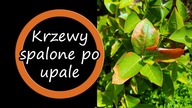 Upał i krzewy borówki - objawy poparzeń słonecznych.
