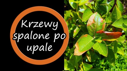 Upał i krzewy borówki - objawy poparzeń słonecznych.