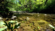 River Sounds & Birdsong in the Forest ¦ Relaxation, Sleep & Meditation