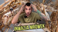 Inwazja mrówek! Carebara diversa to mrówki wyzwanie- czy sobie poradzę?