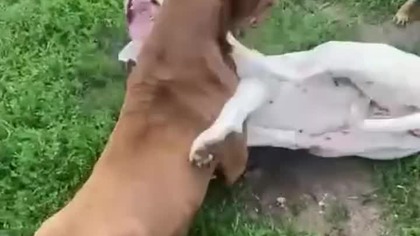 mr red nose & missy dogo argentino devil
