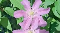 Clematis LITTLE MERMAID #clematisy