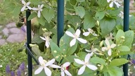 Clematis MANDSCHURICA #clematisy