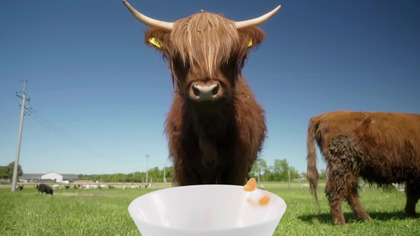 Między nami zwierzakami S01E05 Dubbing PL