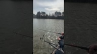 Wielki jesiotr na kiju #wędkarstwo #jesiotr #sturgeon #fishing #ryby