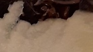 Blaptica dubia  eating 