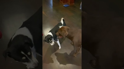 Labrador i kundel ćwiczą MMA #labrador