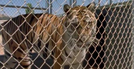 Gdy płoną lasy (2003)