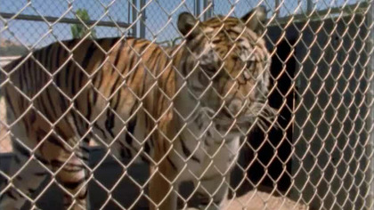 Gdy płoną lasy (2003) Lektor PL