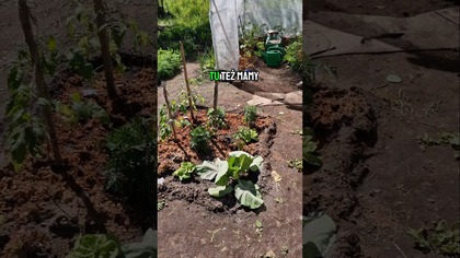 Jak radzą sobie warzywa w ogrodzie? ARBUZ, POMIDOR #ogród #warzywa #garden #uprawa #uprawawarzyw