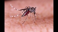 Genetically modified mosquitoeskomary GMO Vitamin B2