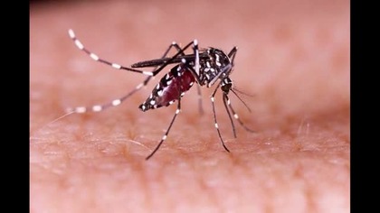 Genetically modified mosquitoeskomary GMO Vitamin B2