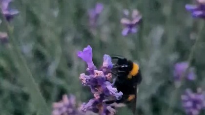 Glaskam śpiocha #vlog #nature #bumblebee #travelvlog #poland #podróże #opole